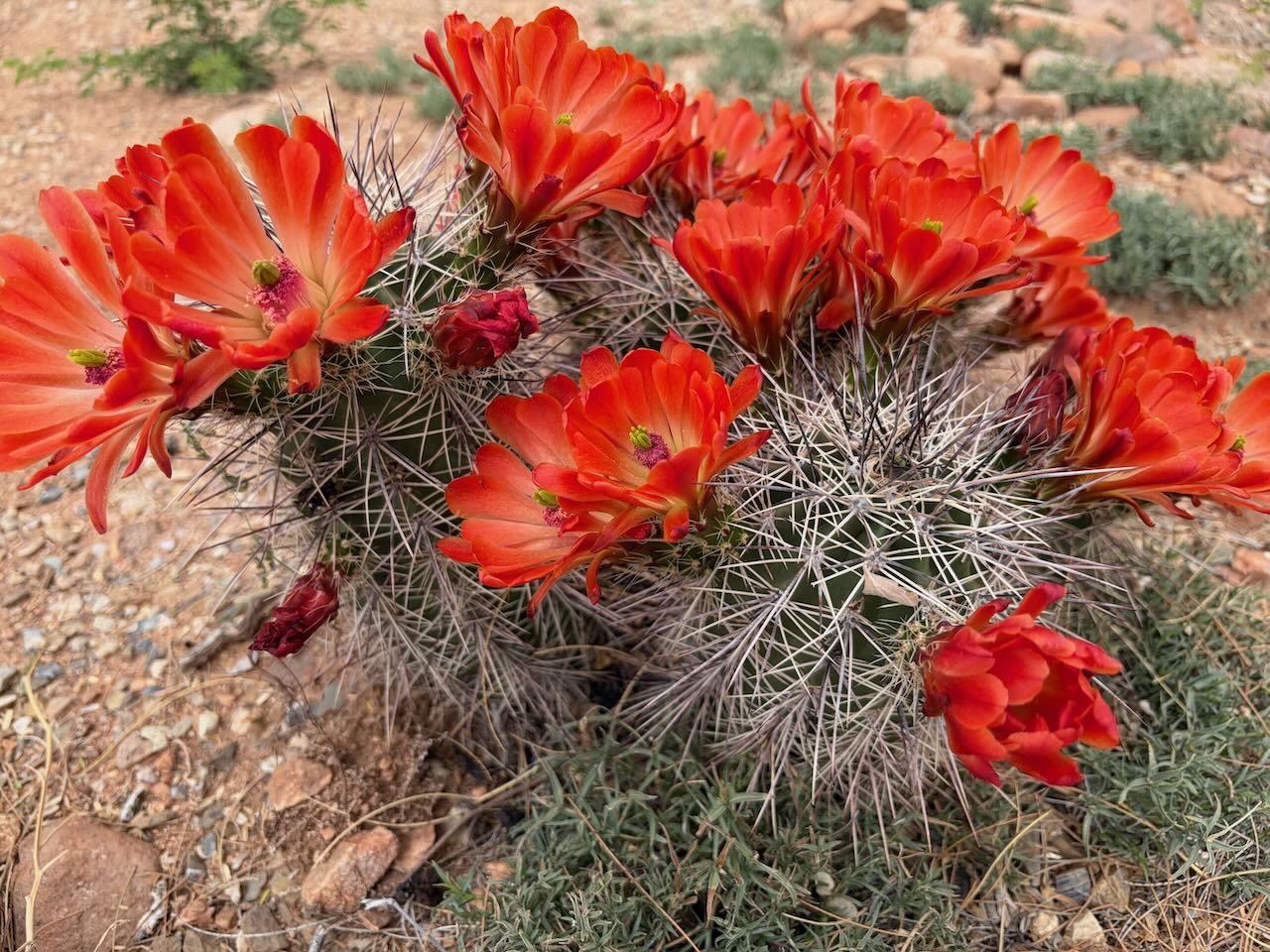 red cactus flower against a backdrop of a sunlit Arizona desert landscape with distant hills and open sky