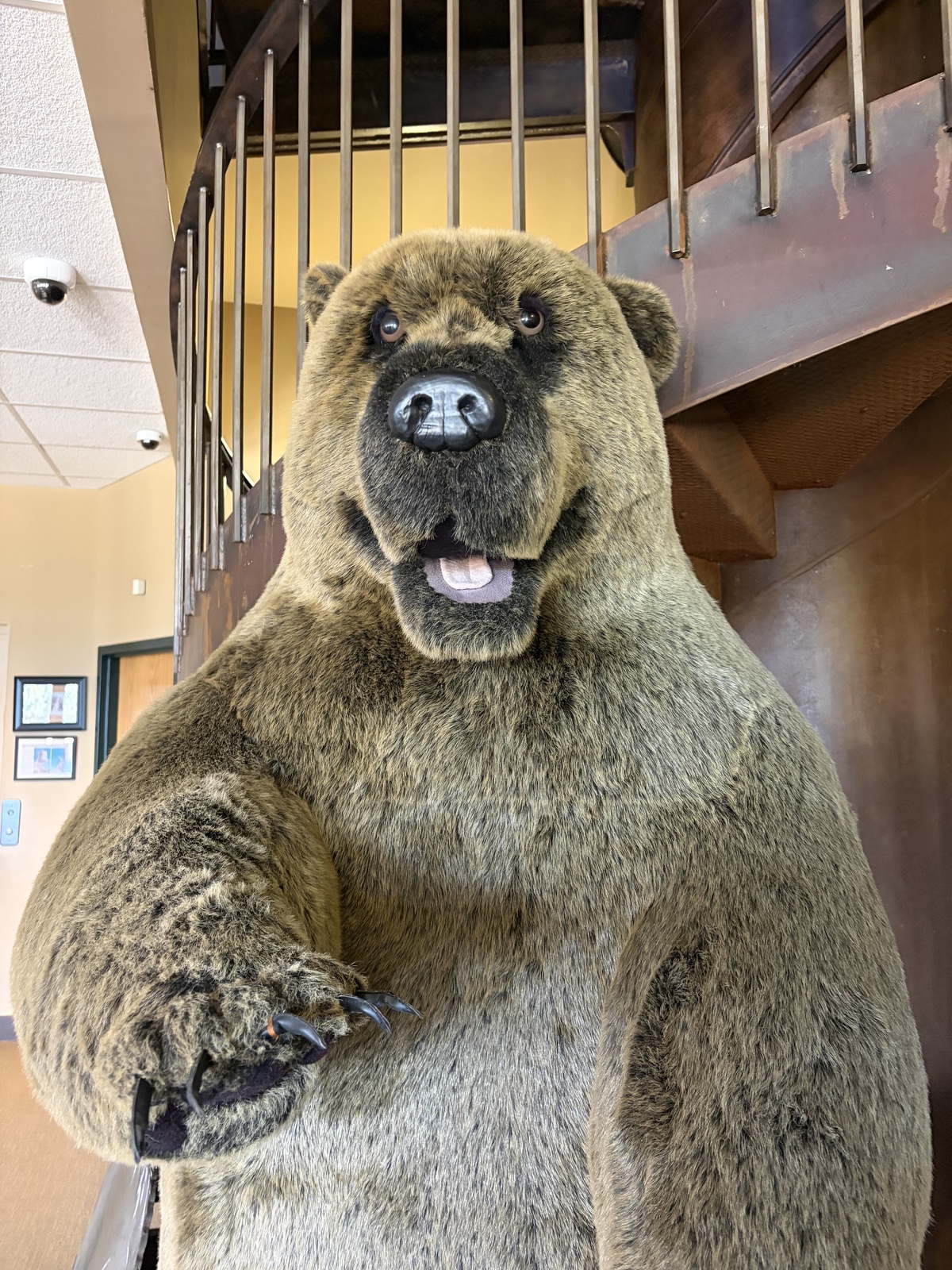 bear