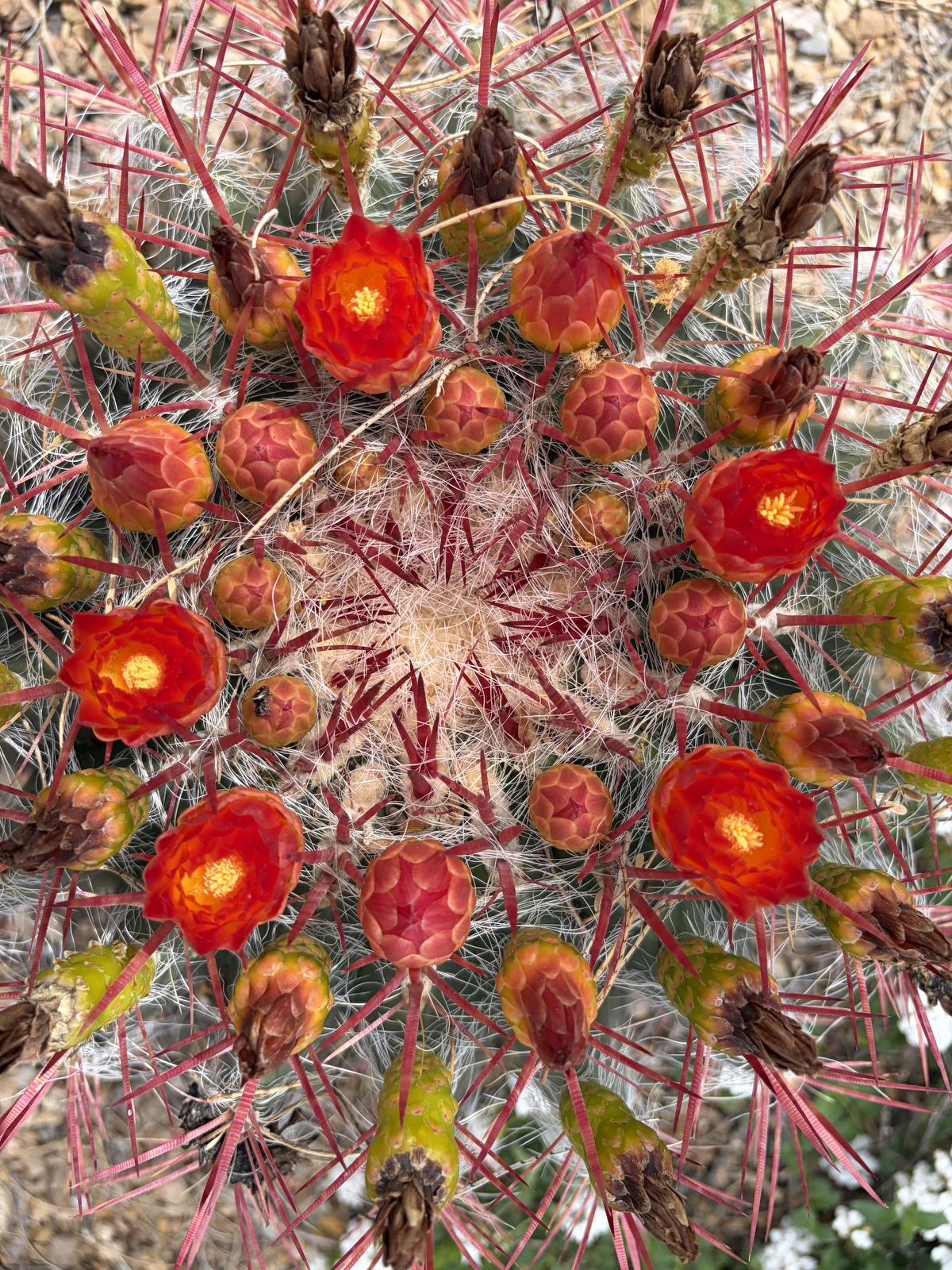 cactus