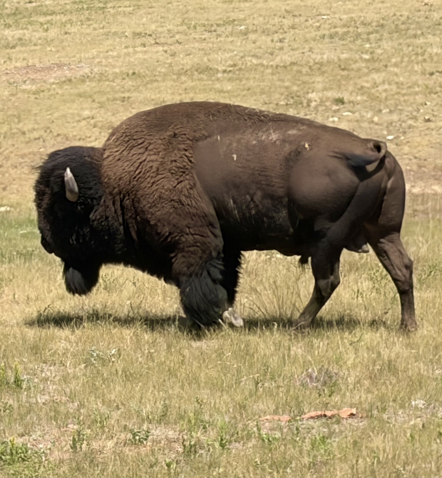 Custer State Park, South Dakota