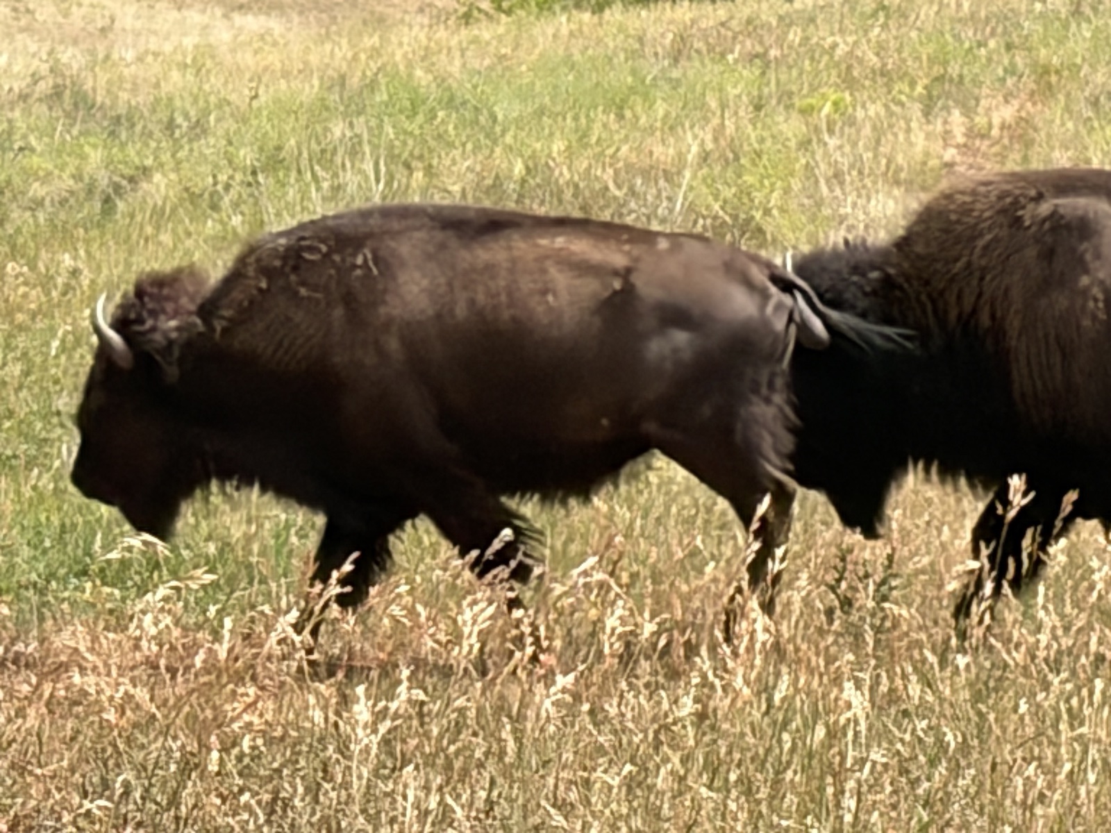 bison