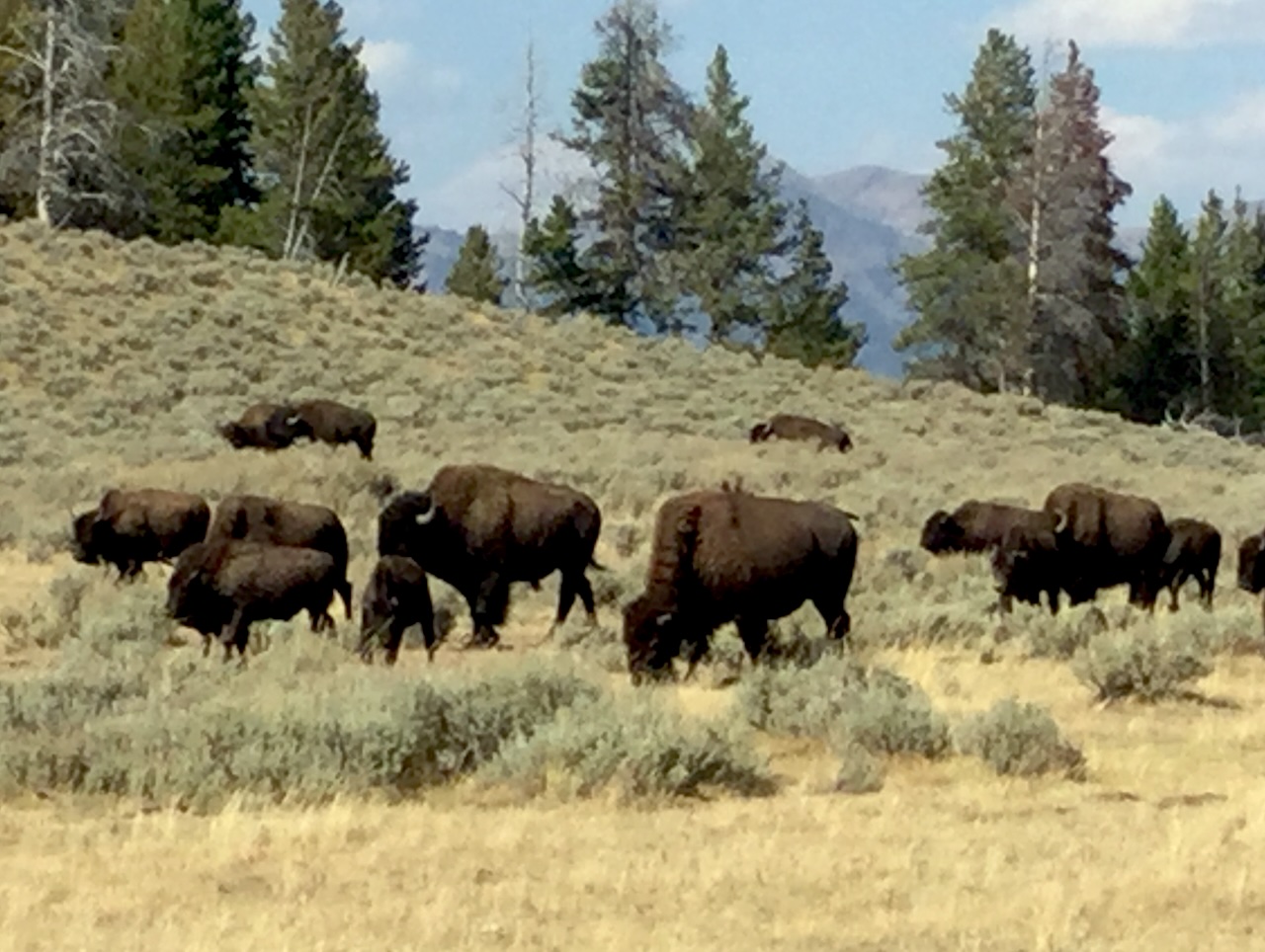 Yellowstone Bison