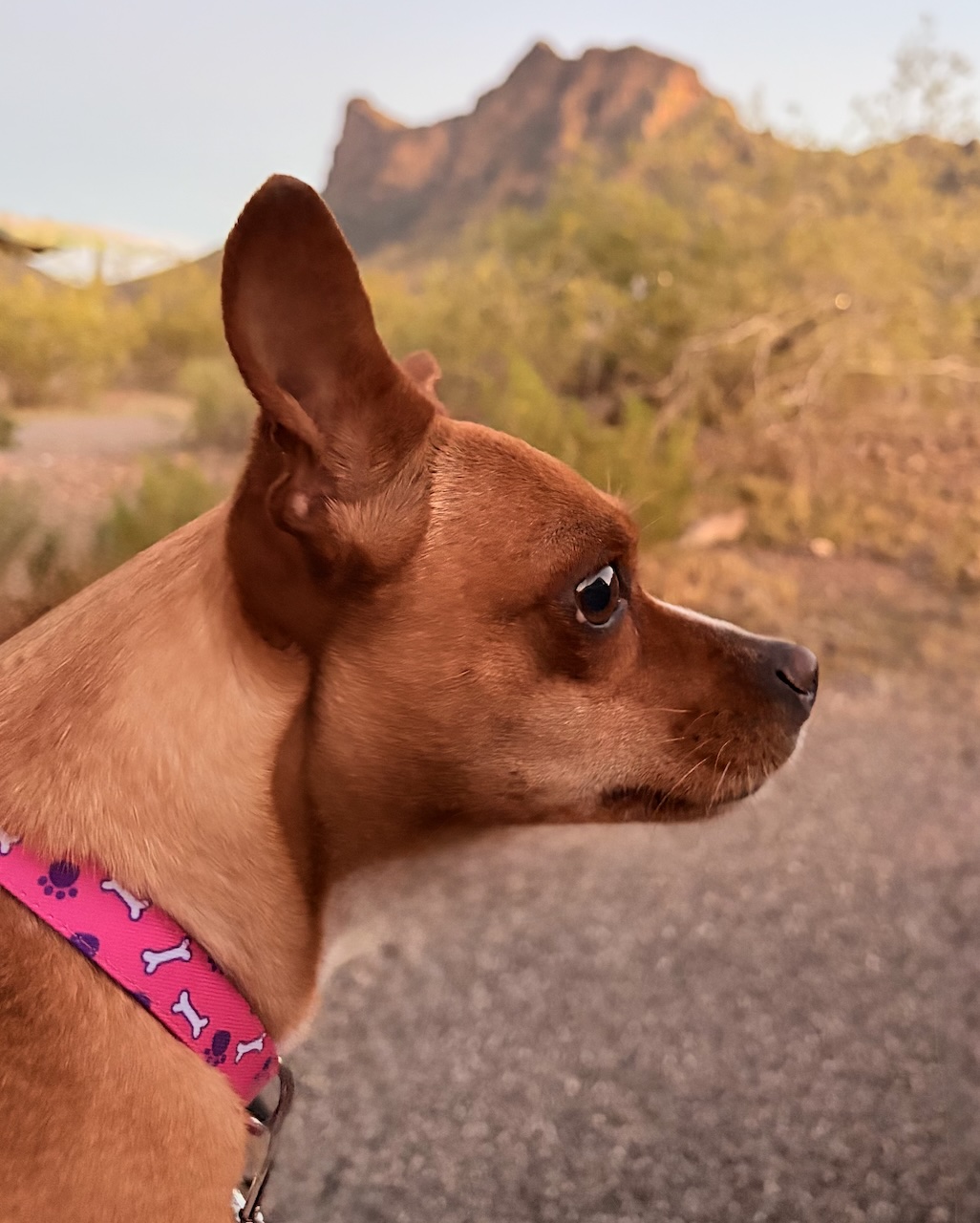 nala