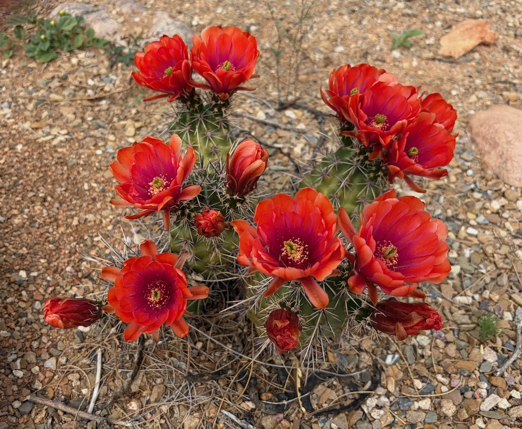 cactus red flower