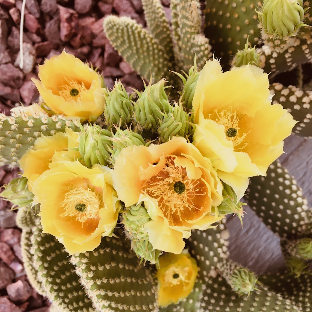 cactus with yellow flower