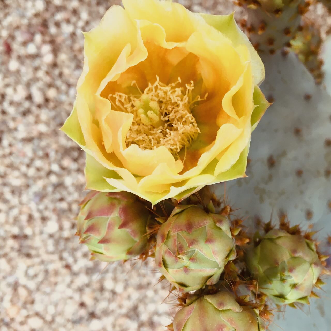 Cactus Flower