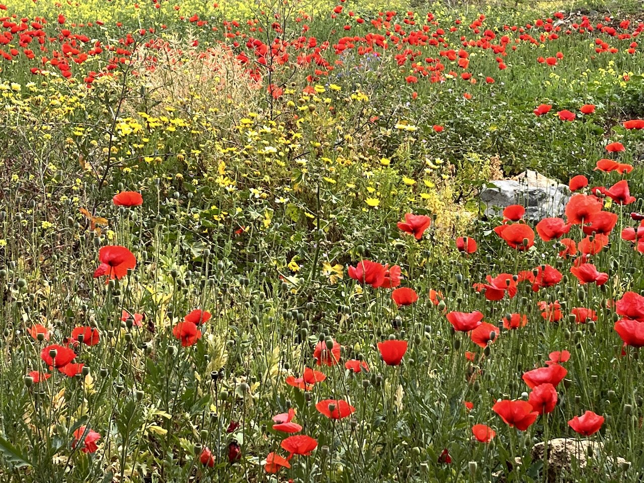 poppies