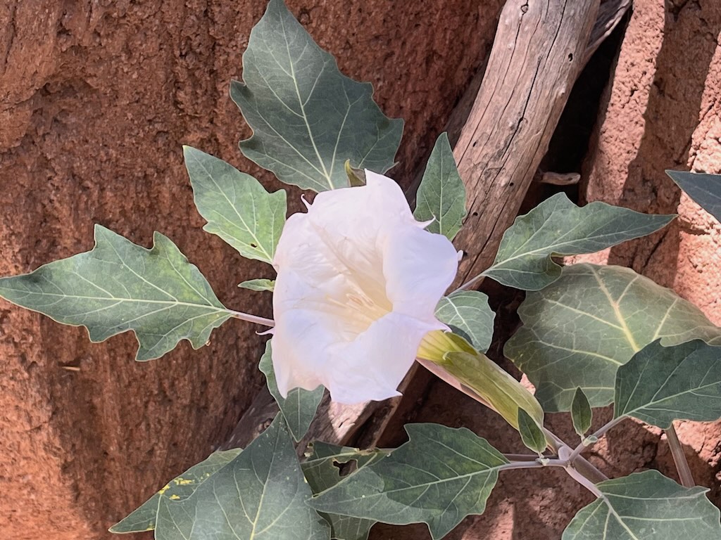 datura plant